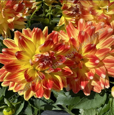 №2246 Георгины Hypnotica Candy Corn