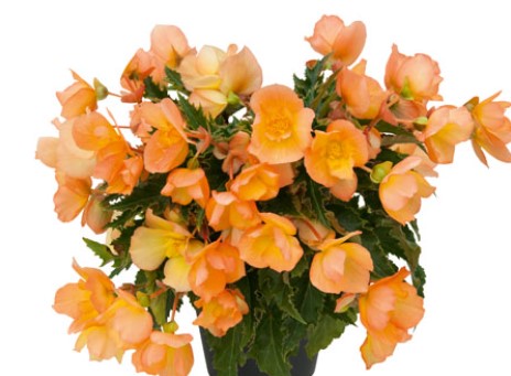 №2263 Бегония Bellissa Daybreak