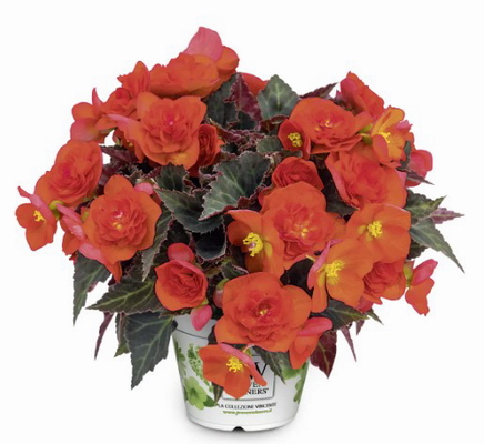 №2264 Бегония Bellissa Flame