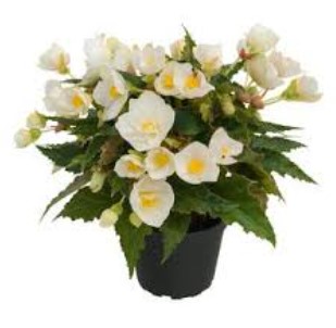 №2265 Бегония Bellissa White
