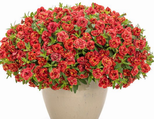 №2267 Калибрахоа SUPERBELLS Double Redstone