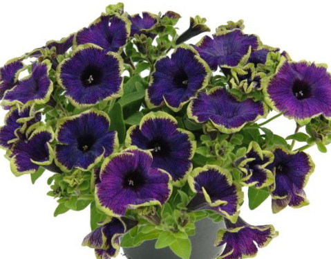 №2277 Петуния Pizzazz Indigo