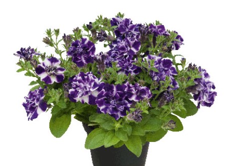 №2278 Петуния Blueberry Twist