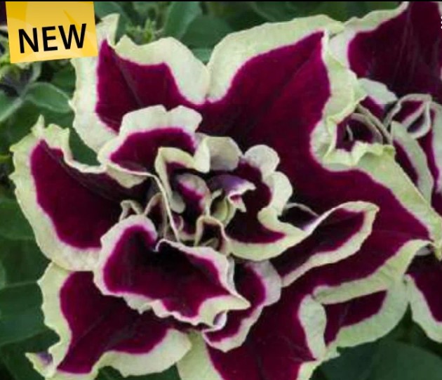 №1397 Петуния Tumbelina Superstar