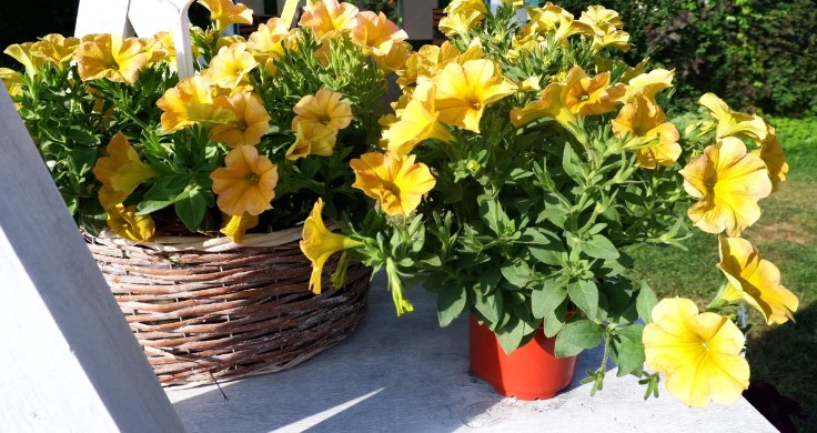 №1400 Петхоа Beautical Yellow Sun