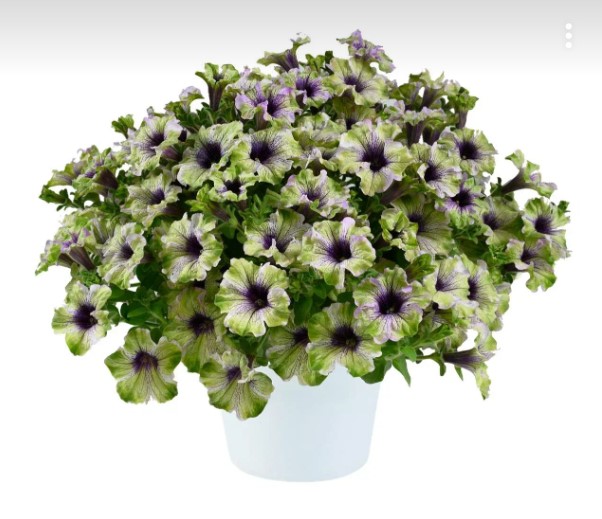 №1359 Петуния Amazonas Plum Cockatoo