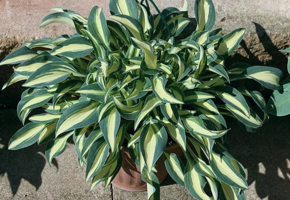 №2290 Хоста Little Treasure (размер S)