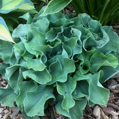 №2300 Хоста Ruffled Mouse Ears (размер S)