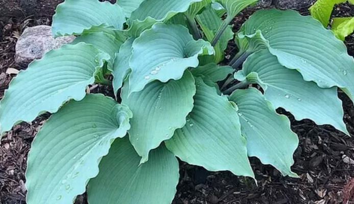 №2301 Хоста Skywriter (размер М)