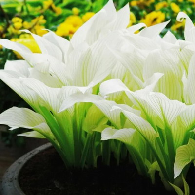 №2303 Хоста White Feather XXL