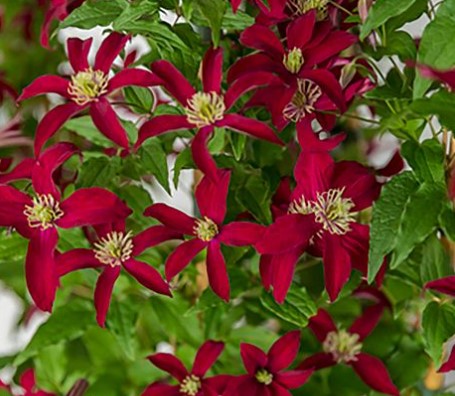 №2447 Клематис Glorious Red (250 см, 8-10 см, 3 группа)