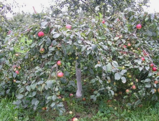 Яблоня Ковровое (карлик, осенний сорт)