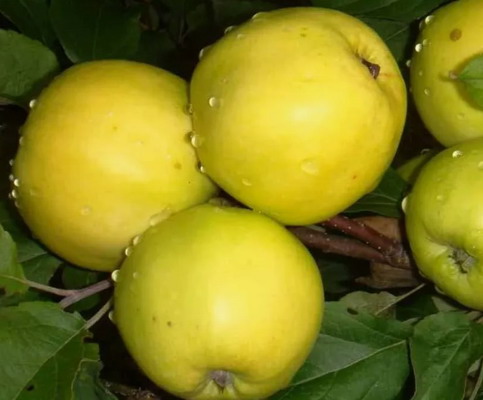 Яблоня Чудное (карлик, летний сорт)