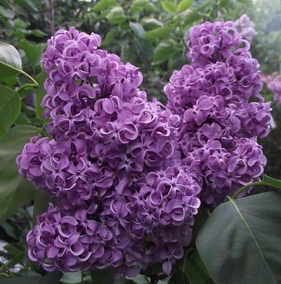 №2081 Сирень Академик Курчатов