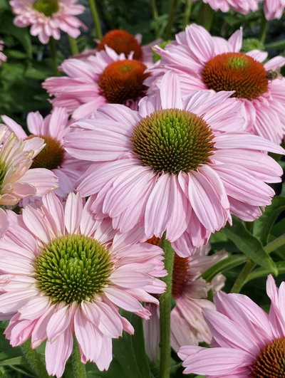 №2309 Эхинацея SunSeekers Blush