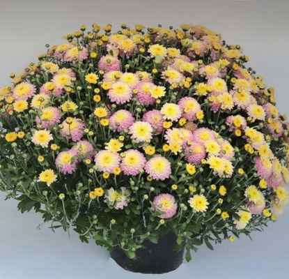 №1781 Хризантема-мультифлора Bransweet (36-37 неделя)
