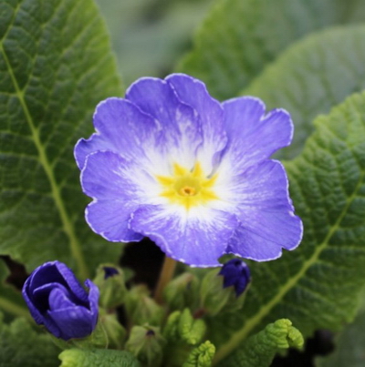 №1925 Примула Гетор Блу Флейм