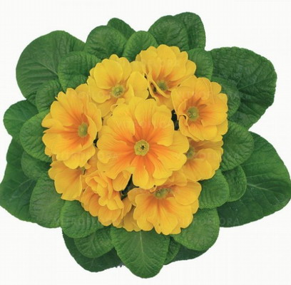 №2316 Примула Гетор Еллоу