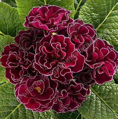 №2320 Примула махровая Гетор Петтикот Виолет