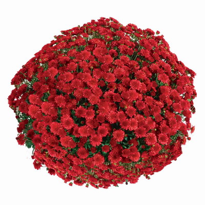 №1826 Хризантема-мультифлора Seaside Red (34-неделя)
