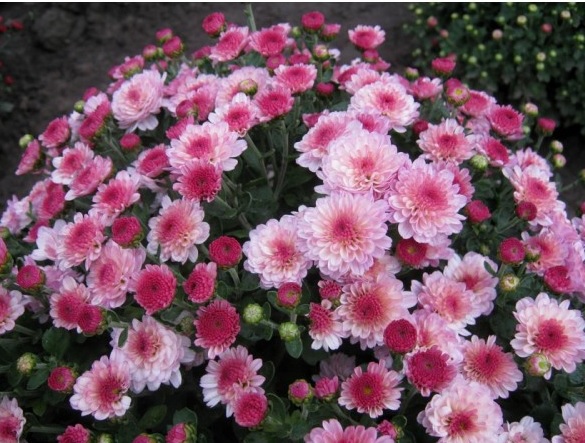 №1804 Хризантема-мультифлора Gigi Pink (34-35 неделя)