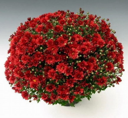 №1778 Хризантема-мультифлора Branroyal Scarlet