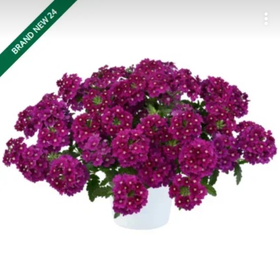 №1431 Вербена Vanessa Magenta