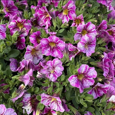 №2526 Калибрахоа Rainbow Hot Pink