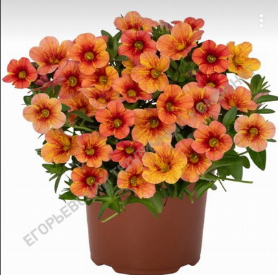 №2527 Калибрахоа Rainbow Yellow