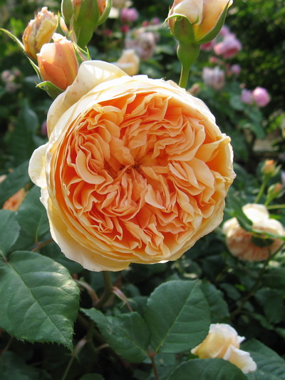 Роза английская Crown Princess Margareta