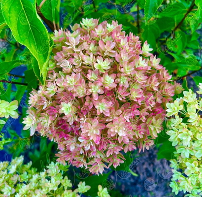 Гортензия метельчатая Мечта Лесково