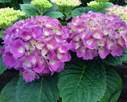 №43 Гортензия крупнолистная Baron Pourpre