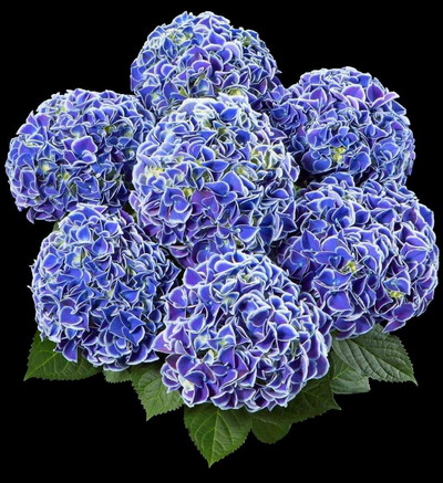 Гортензия крупнолисная New Tivoli Blue
