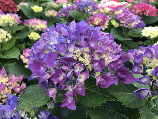 Гортензия крупнолистная Amor Blue