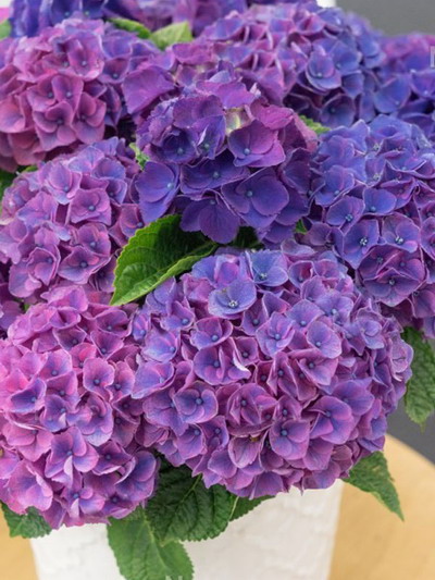 Гортензия крупнолистная Ningbo Lilas