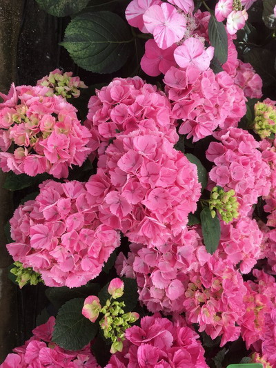 Гортензия крупнолистная Rendez Vous Confetti Dream