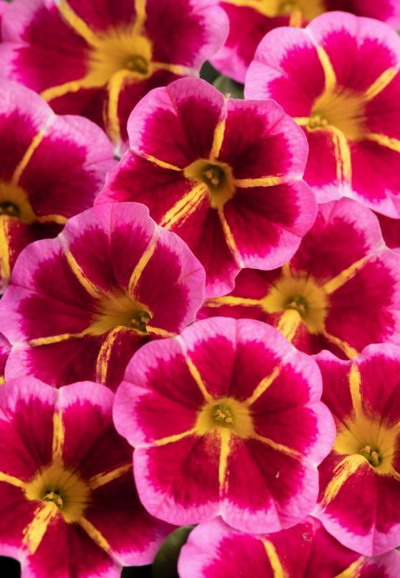 №2543 Калибрахоа CALILOCO Starfire Rose