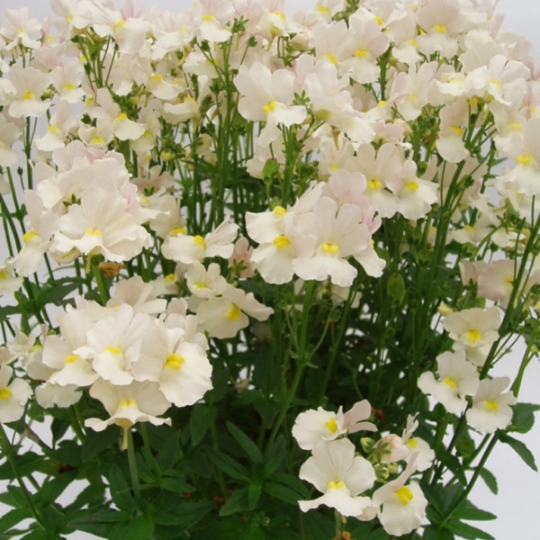 №651 Немезия White Perfume