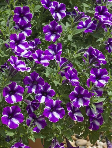 №2560 Петуния BUBBLES Lavender Twist