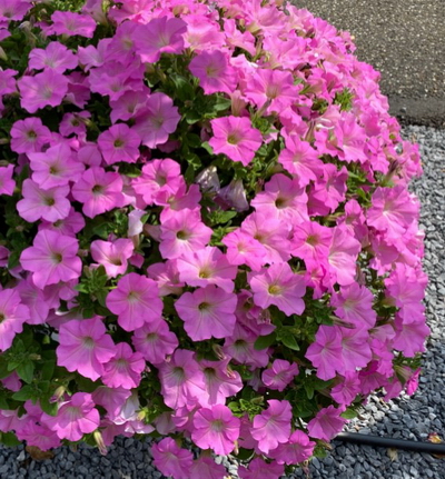 №2581 Петуния SURFINIA Trailing Big Pink