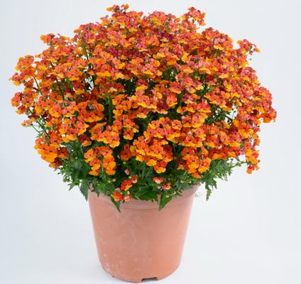 №2639 Немезия Tangerine