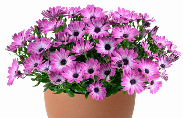 №2645 Остеоспермум Besties Optimistic Pink