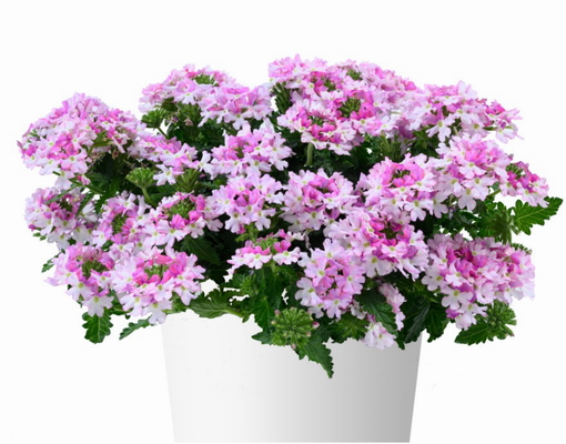 №2651 Вербена Vanessa Bicolor Light Pink