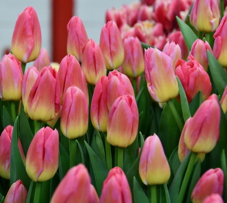 Тюльпан Tom Pouce (Том Пус)