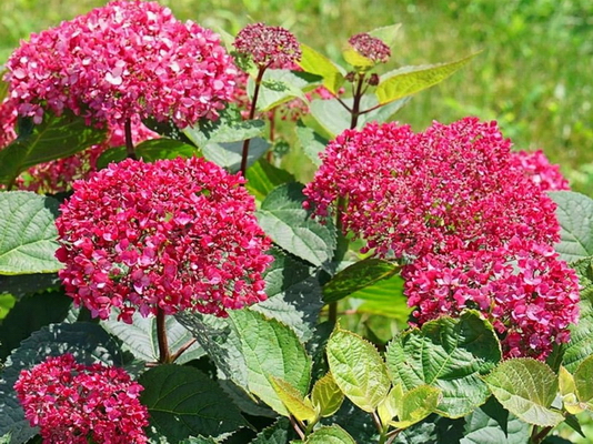 Гортензия древовидная Sorbet