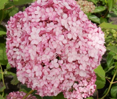 Гортензия древовидная Stand Up