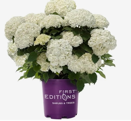 Гортензия древовидная FlowerWOW