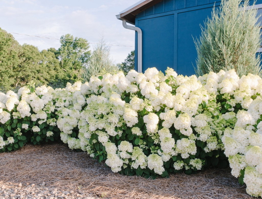 Гортензия метельчатая Little Hottie