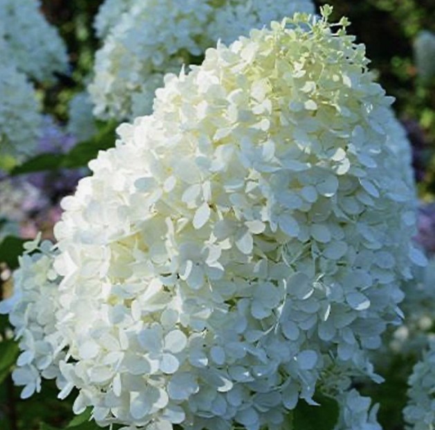 Гортензия метельчатая Minty Spirit