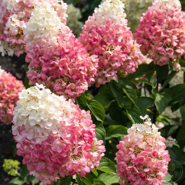 Гортензия метельчатая Pinky Promise